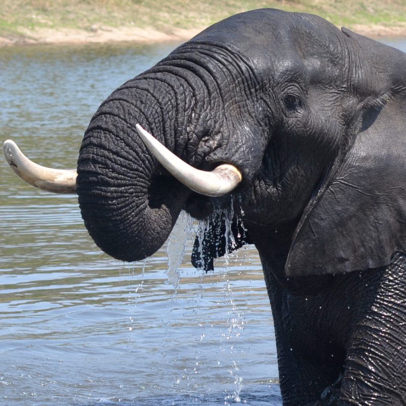kruger national park accommodation kruger national park province kruger national park safari kruger national park entrance fee sanparks kruger national park kruger national park lodges kruger national park contact details Africalenhle